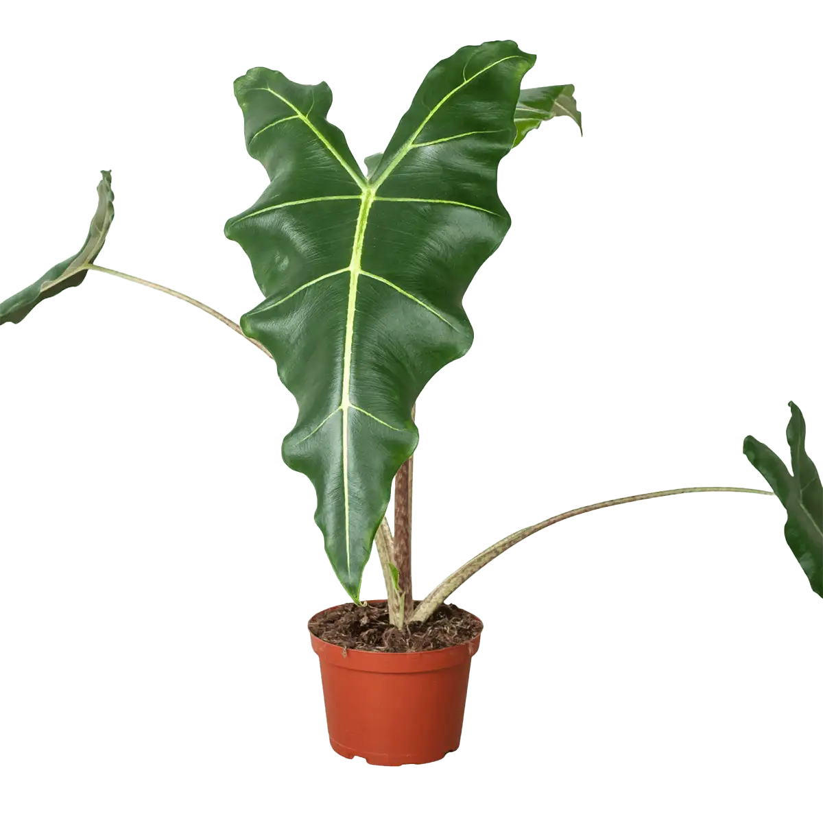 image of alocasia sarian plant for sale | houseplantsale.com | forget me not flower market