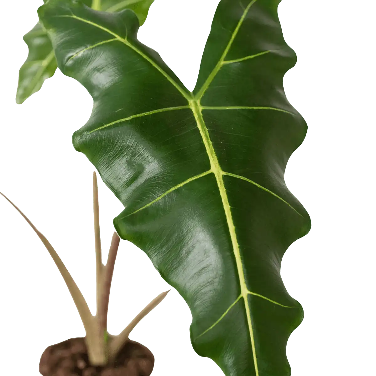 image of alocasia sarian plant for sale | houseplantsale.com | forget me not flower market