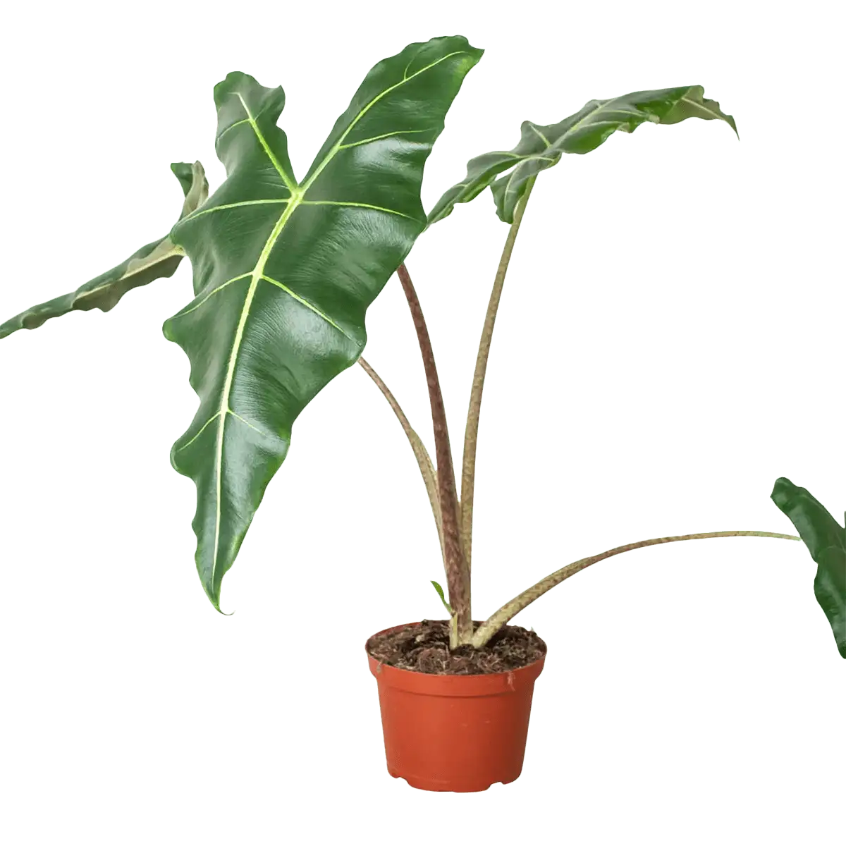 image of alocasia sarian plant for sale | houseplantsale.com | forget me not flower market