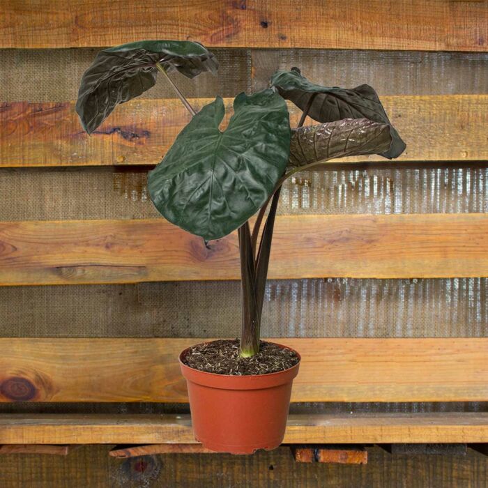 image of alocasia serendipity plant for sale | houseplantsale.com | forget me not flower market
