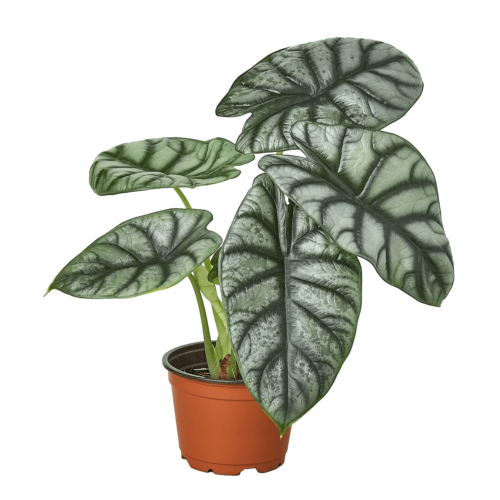 alocasia- silver dragon - best online plant nursery | houseplantsale.com - houseplants for sale online | best indoor plants | forget me not flower market