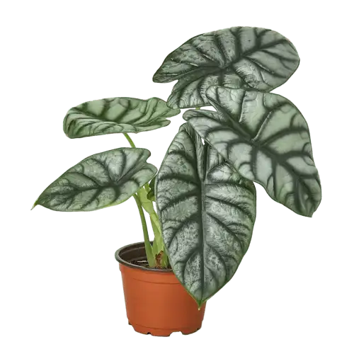 alocasia- silver dragon - best online plant nursery | houseplantsale.com - houseplants for sale online | best indoor plants | forget me not flower market