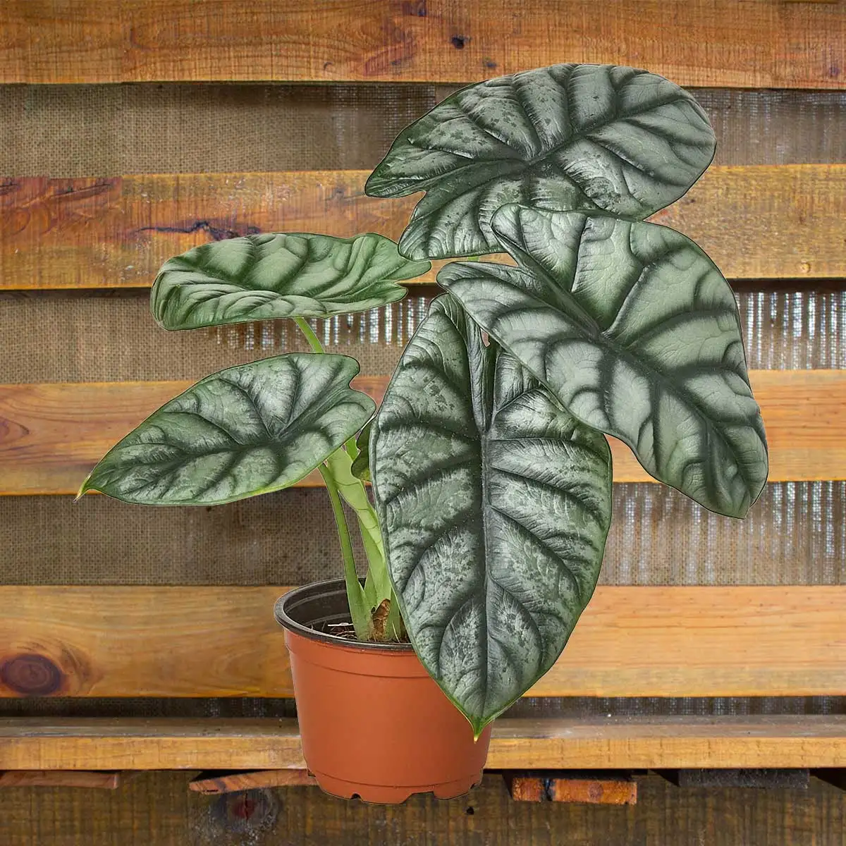 alocasia- silver dragon - best online plant nursery | houseplantsale.com - houseplants for sale online | best indoor plants | forget me not flower market