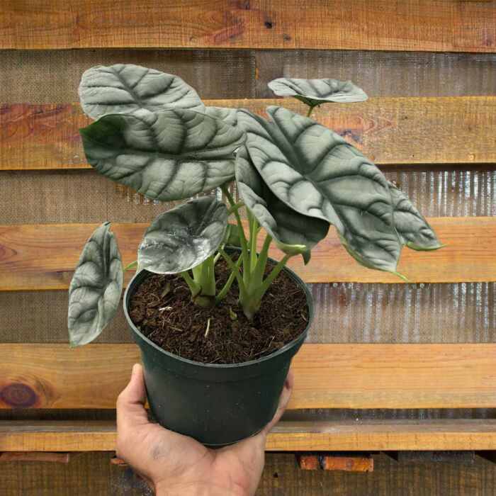alocasia- silver dragon - best online plant nursery | houseplantsale.com - houseplants for sale online | best indoor plants | forget me not flower market