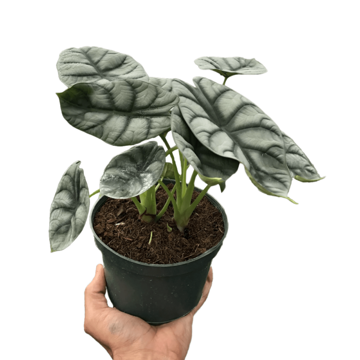 alocasia- silver dragon - best online plant nursery | houseplantsale.com - houseplants for sale online | best indoor plants | forget me not flower market