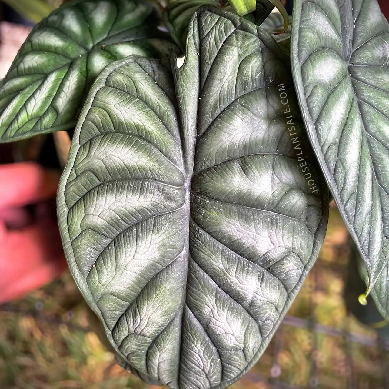 View Alocasia Silver Dragon Plant Delivery for Valentine's Day