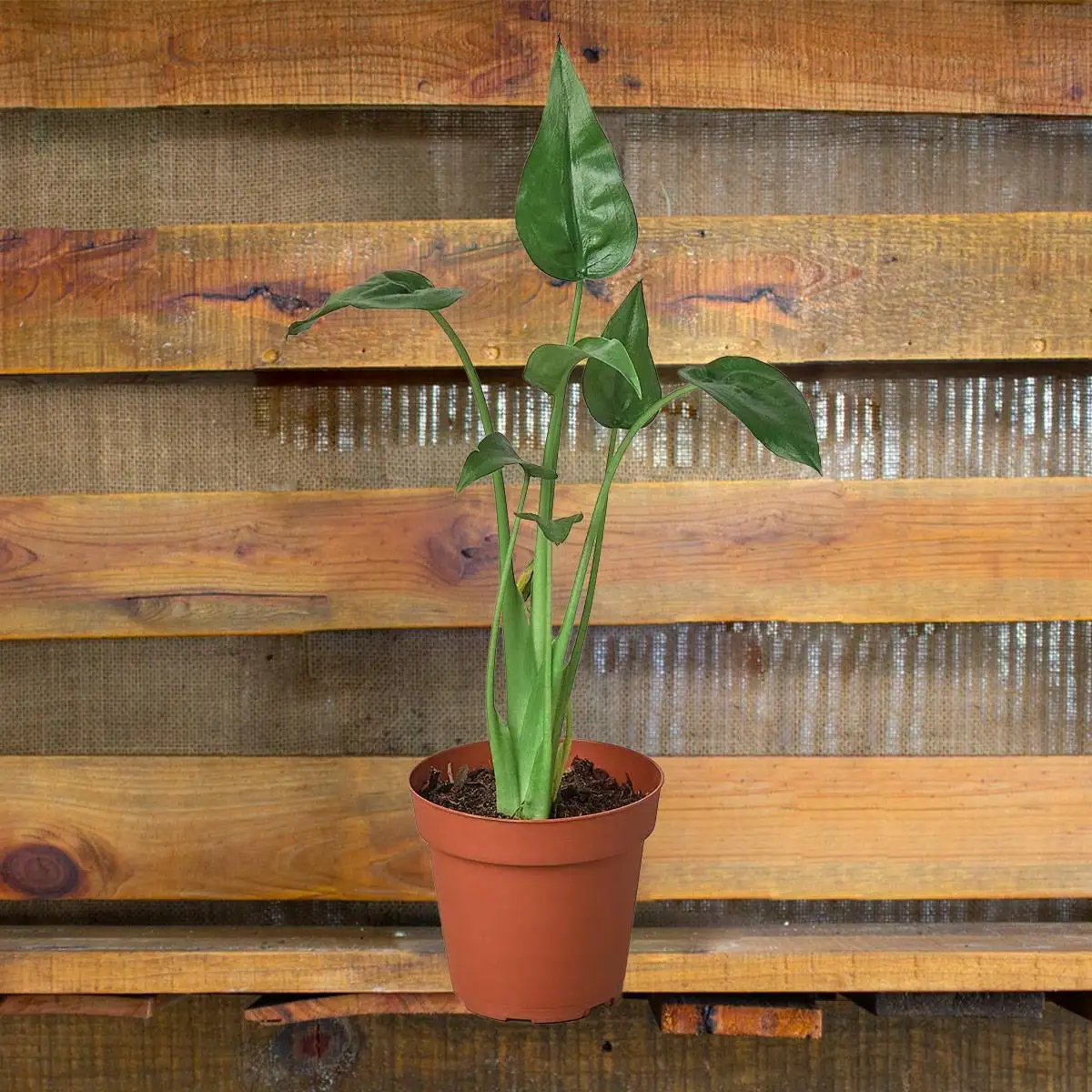 Alocasia Tiny Dancer House Plant for Sale - Size: Small- 4in, Nursery Pot | Best Indoor Plants & Houseplant Sale | Forget Me Not Flower Market