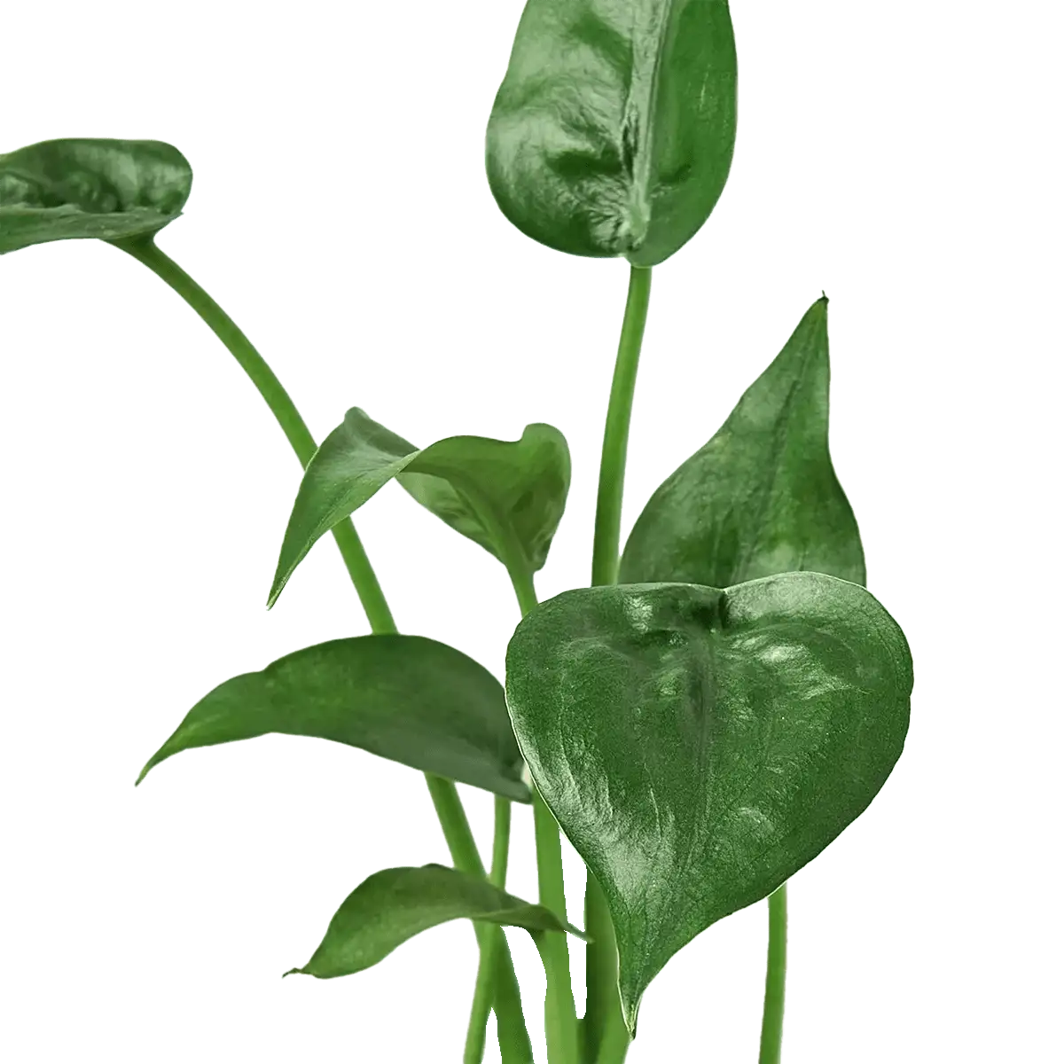 Alocasia Tiny Dancer House Plant for Sale - Size: Small- 4in, Nursery Pot | Best Indoor Plants & Houseplant Sale | Forget Me Not Flower Market