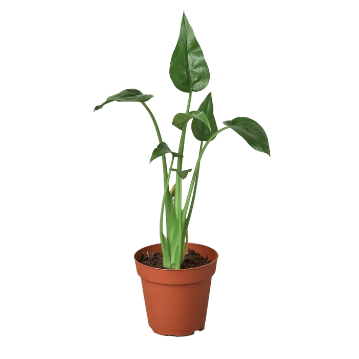 Alocasia 'Tiny Dancer' House Plant for Sale - Size: Small- 4in, Nursery Pot | Best Indoor Plants & Houseplant Sale | Forget Me Not Flower Market