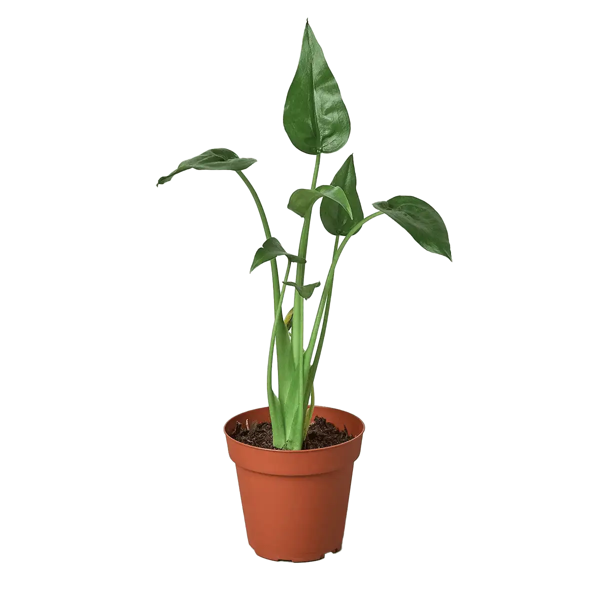 Alocasia 'Tiny Dancer' House Plant for Sale - Size: Small- 4in, Nursery Pot | Best Indoor Plants & Houseplant Sale | Forget Me Not Flower Market