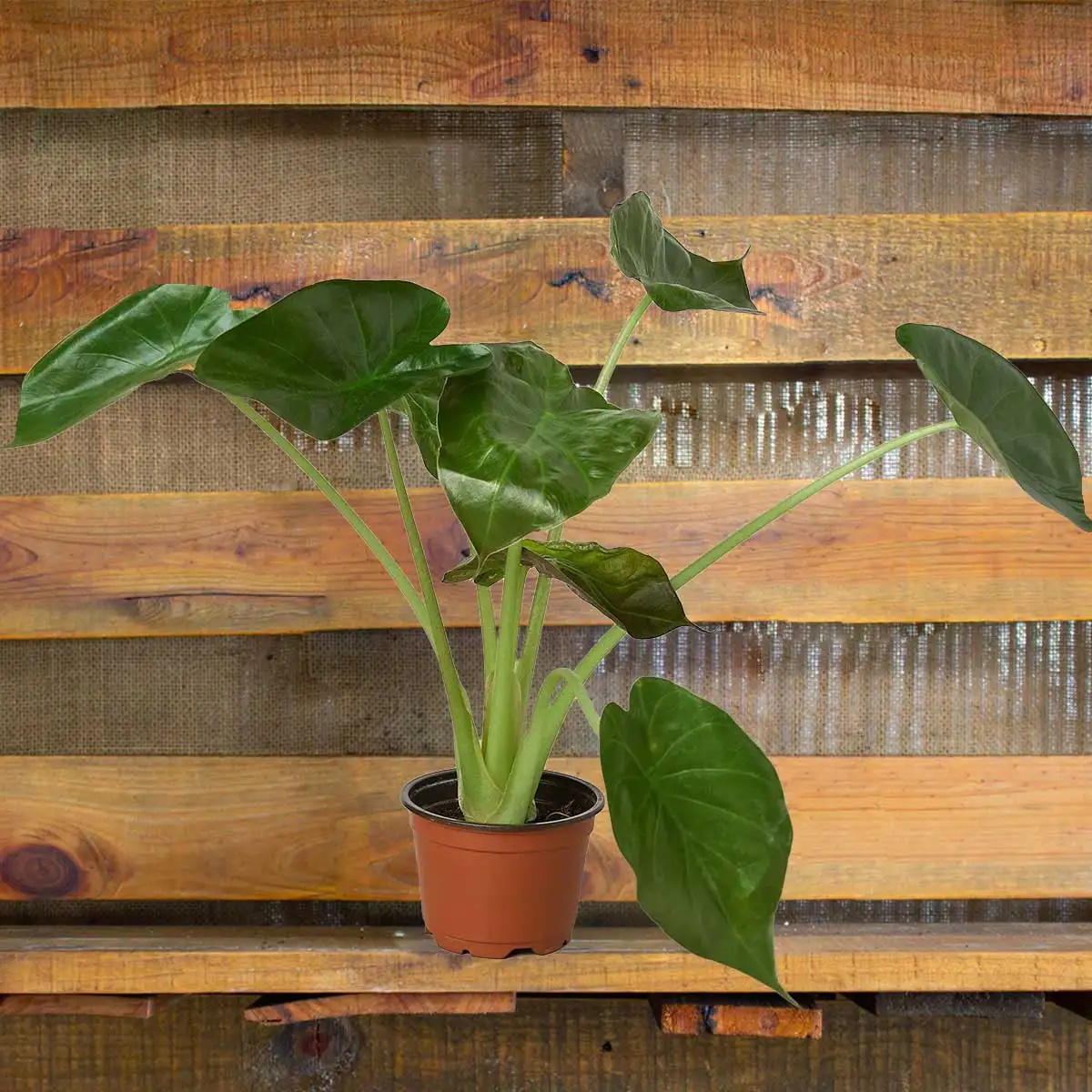 Alocasia Went plants for Sale | Houseplant Sale | Best Indoor Plants | Forget Me Not Flower Market Online plant Shop | Online nurseries near to me