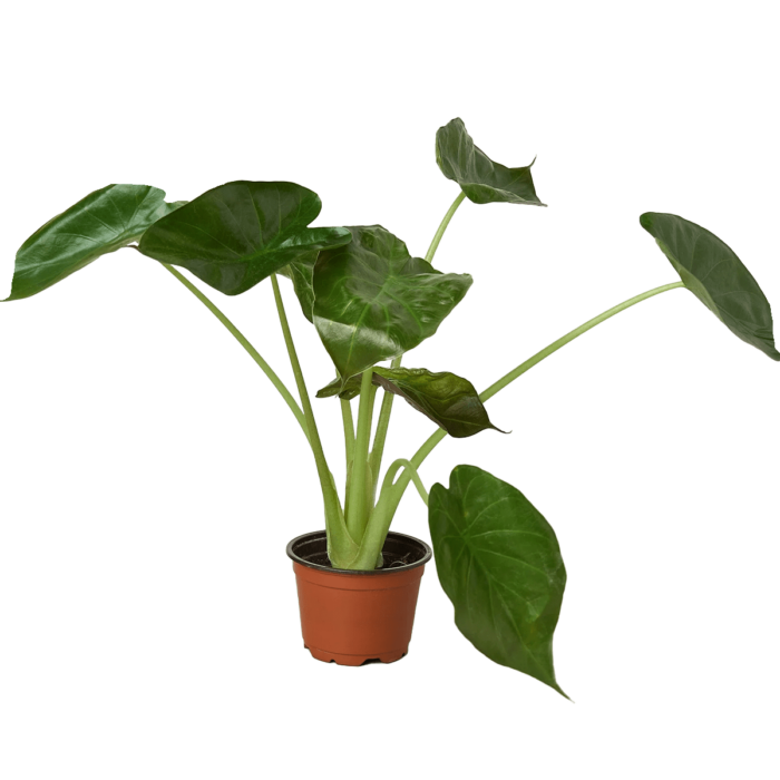 Alocasia Went plants for Sale | Houseplant Sale | Best Indoor Plants | Forget Me Not Flower Market Online plant Shop | Online nurseries near to me