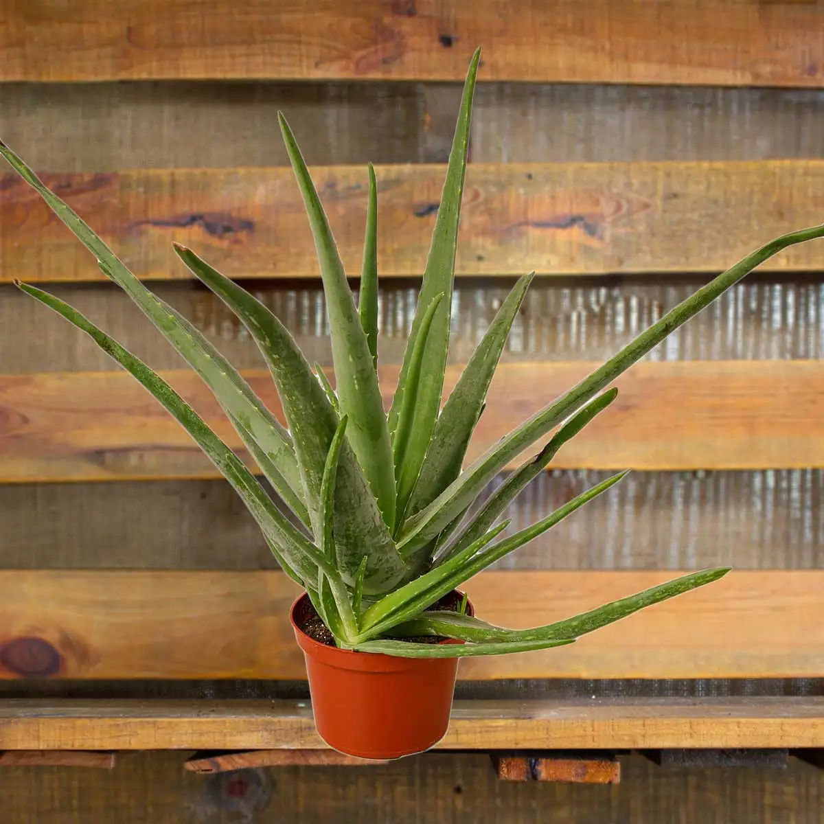 Image og Aloe Vera plant for Sale online - Houseplant Sale and Forget Me Not Flower Market