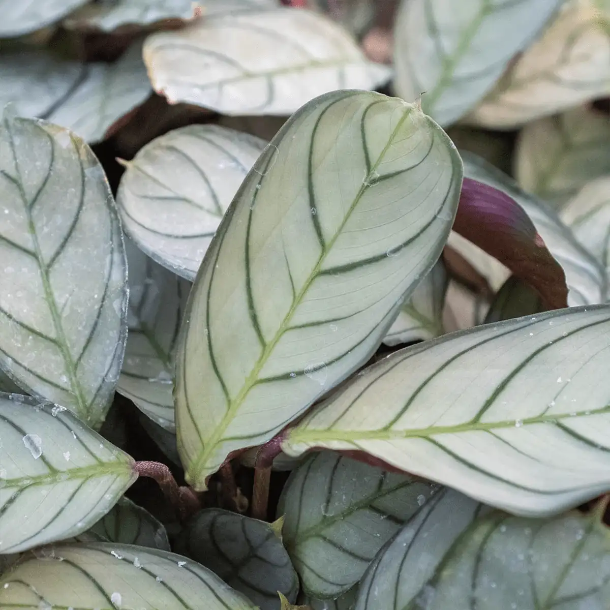 Prayer plant, never never plant, ctenanthe burle marxii amagris, fishbone plant - best online plant nursery | houseplantsale.com - houseplants for sale online | best indoor plants | forget me not flower market