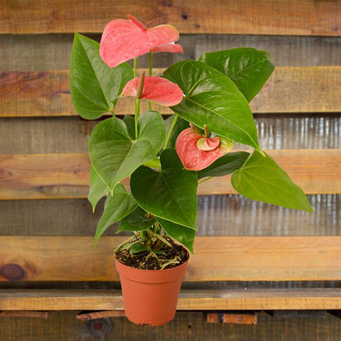 anthurium pink plants for sale | house plant sale | Forget Me Not Flower Market online plant shop | online nurseries near to me