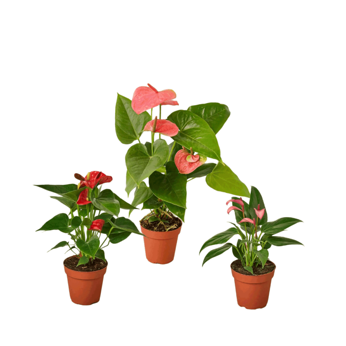 anthurium plant bundles for sale online - best online plant nursery | houseplantsale.com - houseplants for sale online | best indoor plants | forget me not flower market