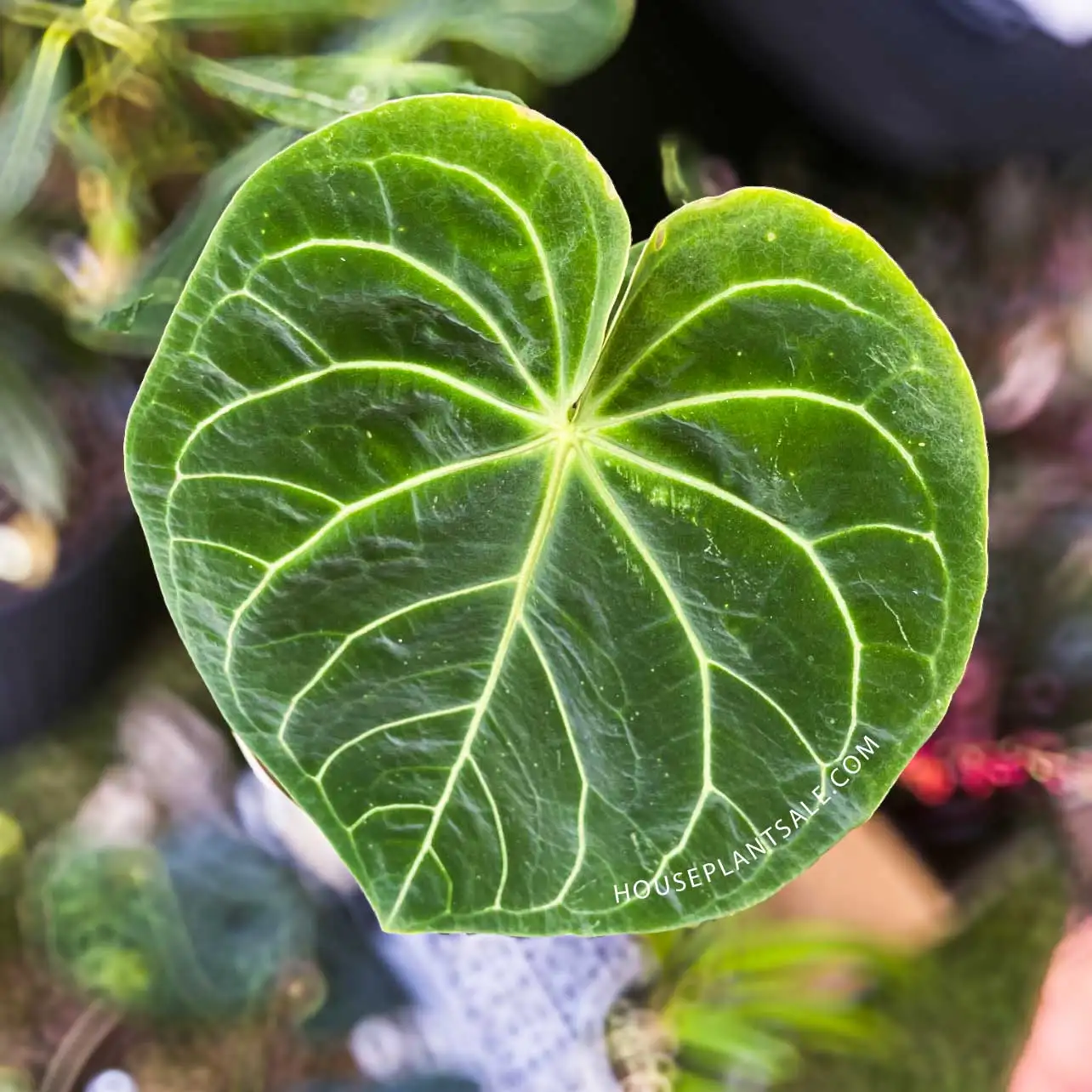 image of Anthurium Pterodactyl – Plants for Valentines Day image of Anthurium Pterodactyl - Plants for Valentines Day