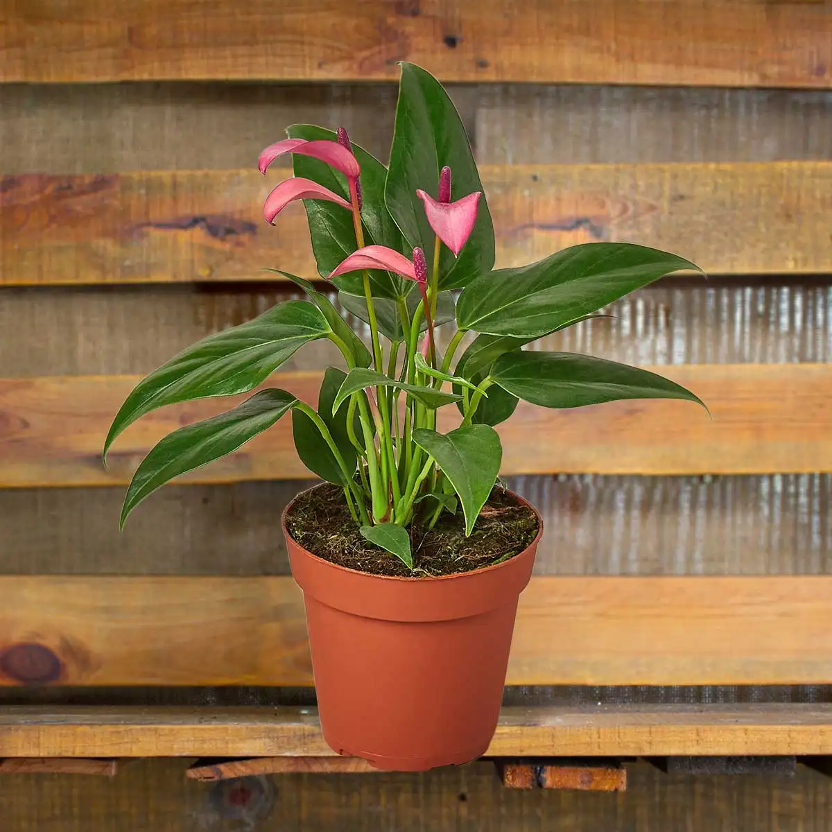 Image of Anthurium Purple plants for sale | house plant sale | Forget Me Not Flower Market online plant shop | online nurseries near to me