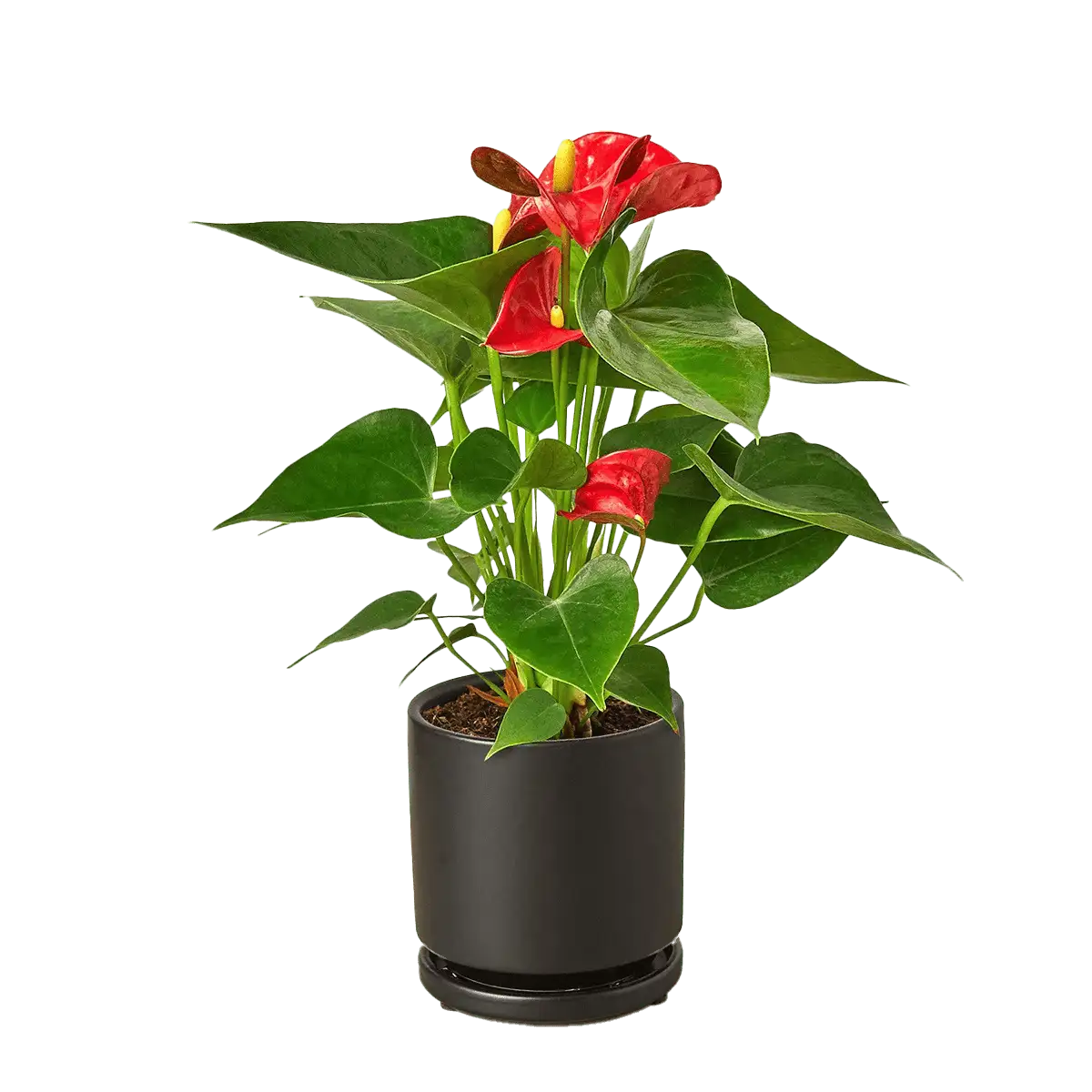 anthurium red plants for sale | house plant sale | Forget Me Not Flower Market online plant shop | online nurseries near to me