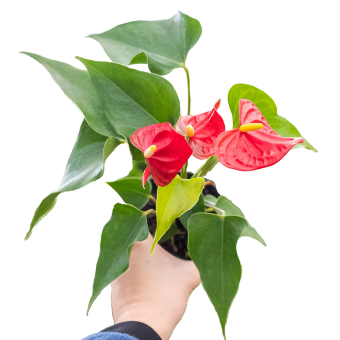anthurium red plants for sale | house plant sale | Forget Me Not Flower Market online plant shop | online nurseries near to me