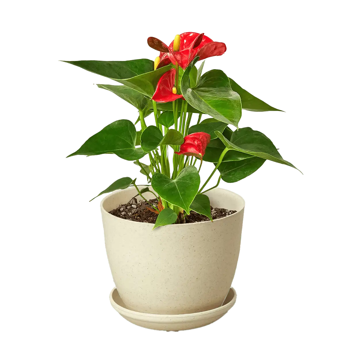 anthurium red plants for sale | house plant sale | Forget Me Not Flower Market online plant shop | online nurseries near to me