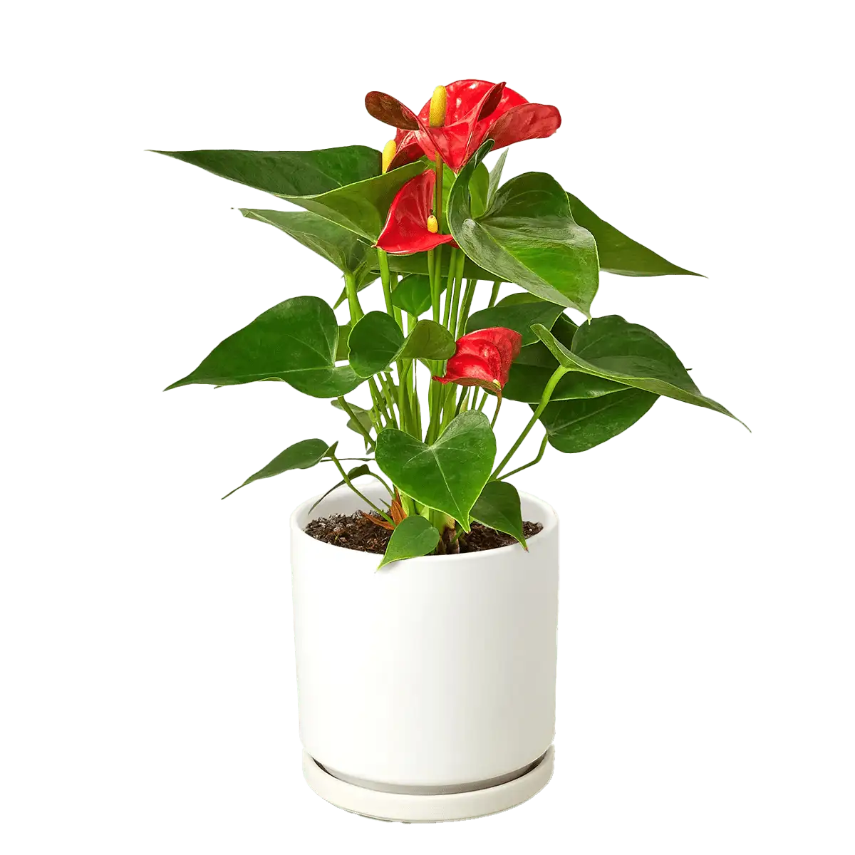 anthurium red plants for sale | house plant sale | Forget Me Not Flower Market online plant shop | online nurseries near to me