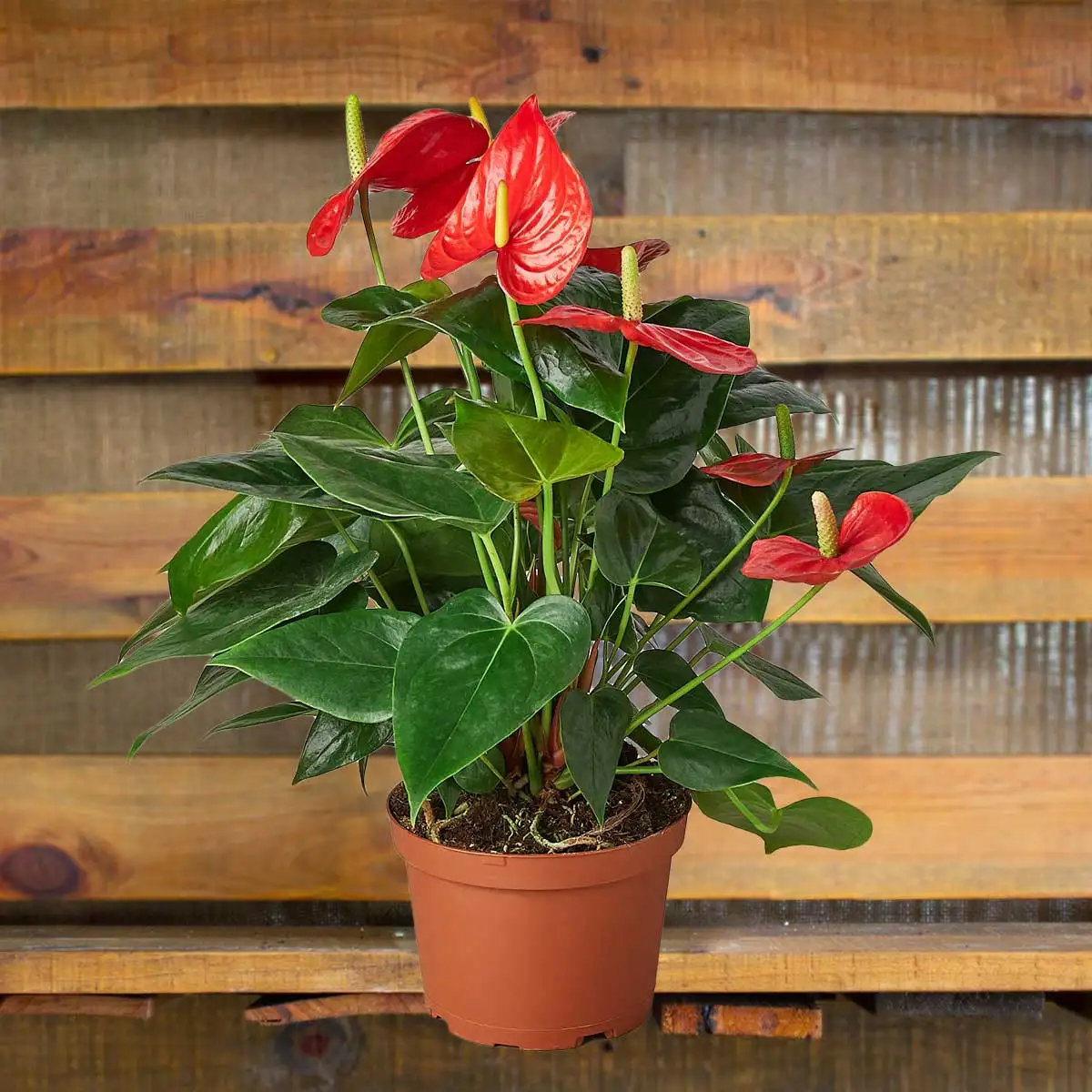 anthurium red plants for sale | house plant sale | Forget Me Not Flower Market online plant shop | online nurseries near to me