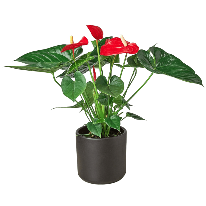 anthurium red plants for sale | house plant sale | Forget Me Not Flower Market online plant shop | online nurseries near to me