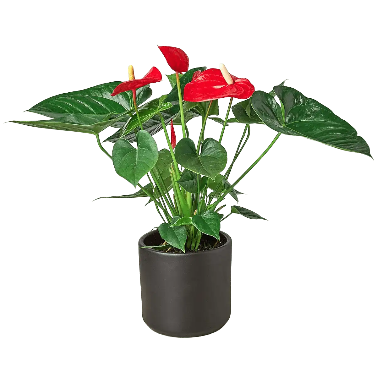 anthurium red plants for sale | house plant sale | Forget Me Not Flower Market online plant shop | online nurseries near to me