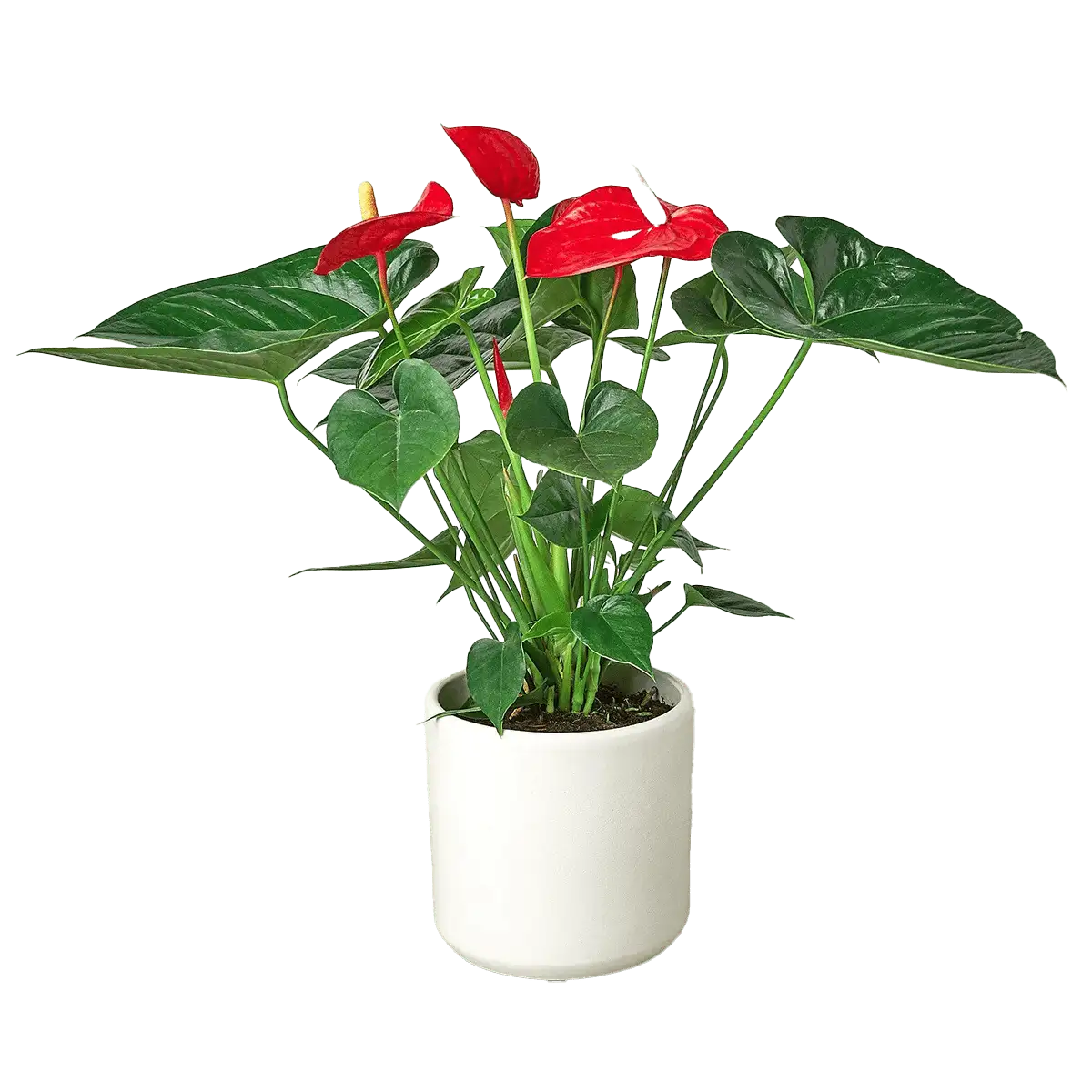 anthurium red plants for sale | house plant sale | Forget Me Not Flower Market online plant shop | online nurseries near to me
