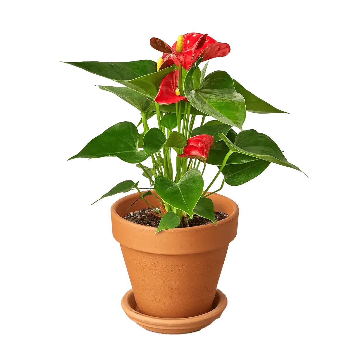 anthurium red plants for sale | house plant sale | Forget Me Not Flower Market online plant shop | online nurseries near to me