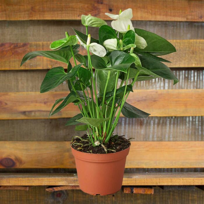 anthurium white plants for sale | house plant sale | Forget Me Not Flower Market online plant shop | online nurseries near to me