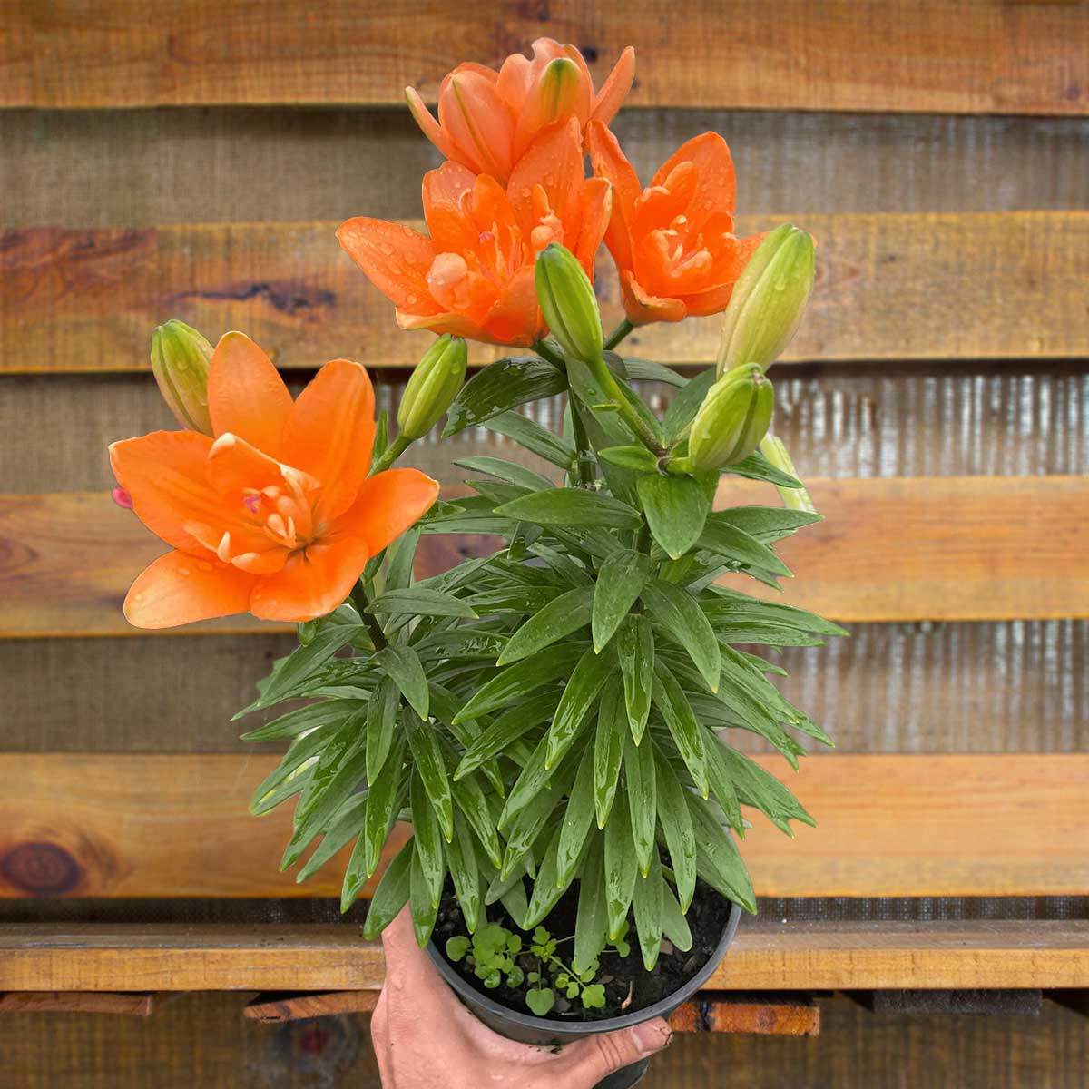 asiatic lily lilium Plant for Sale Online | Best Indoor Plants & Houseplant Sale | Forget Me Not Flower Market