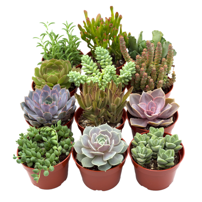assorted succulent variety 12 pack House Plants for Sale - 4in Nursery Pot | Best Indoor Plants & Houseplant Sale | Forget Me Not Flower Market