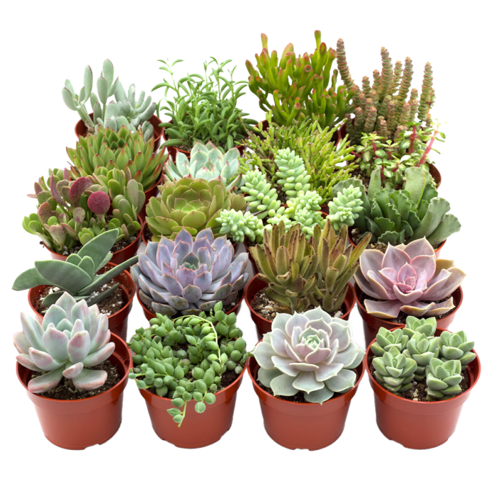 assorted succulent variety 20 - pack House Plants for Sale - 4in Nursery Pot | Best Indoor Plants & Houseplant Sale | Forget Me Not Flower Market