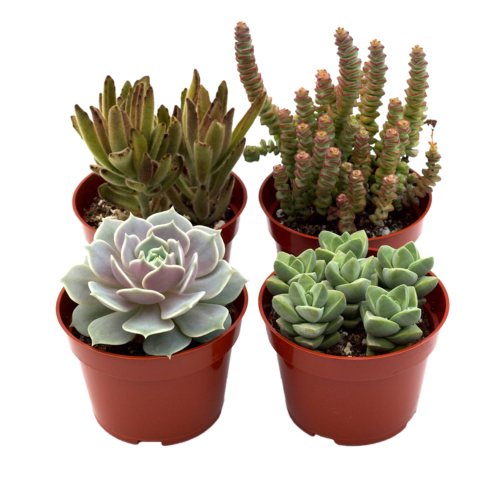 assorted succulent variety pack House Plants for Sale - 4in Nursery Pot | Best Indoor Plants & Houseplant Sale | Forget Me Not Flower Market