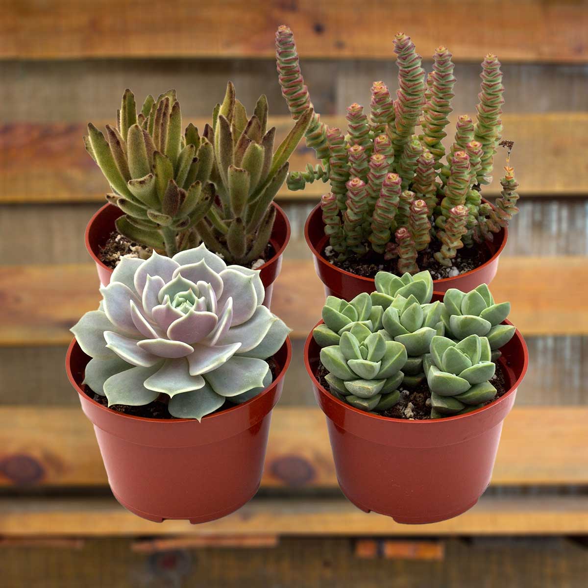 assorted succulent variety pack House Plants for Sale - 4in Nursery Pot | Best Indoor Plants & Houseplant Sale | Forget Me Not Flower Market