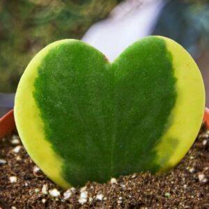 Hoya sweetheart variegated plants for valentines | Plant for Sale Online | Best Indoor Plants & Houseplant Sale | Forget Me Not Flower Market