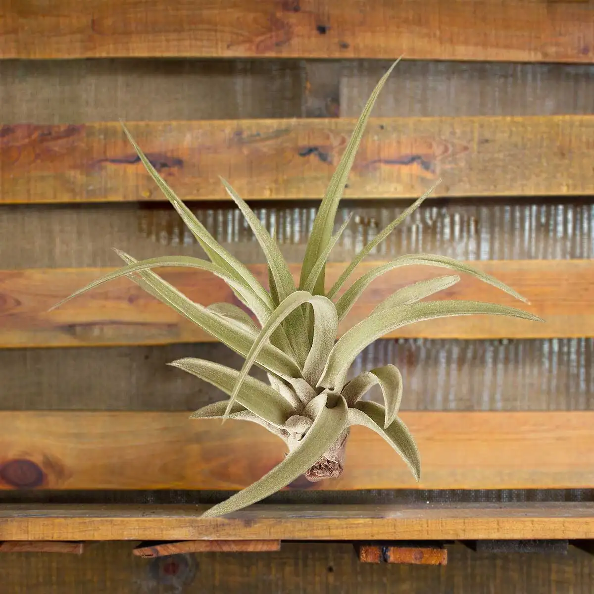 tillandsia air plant veluntina air plant for sale | houseplantsale.com | forget me not flower market
