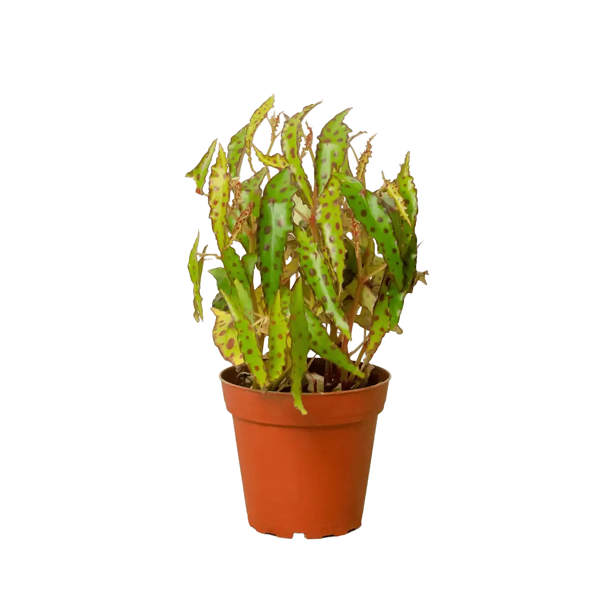 Begonia Pink Spotted House Plants for Sale | Also known as Begonia Amphioxus, Pink Spotted Begonia, Butterfly House Plants for Sale | Best Indoor Plants | Forget Me Not Flower Market | plant gifts for plant lovers
