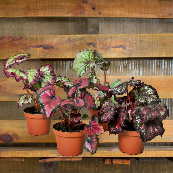 begonia plant bundles for sale online - best online plant nursery | houseplantsale.com - houseplants for sale online | best indoor plants | forget me not flower market