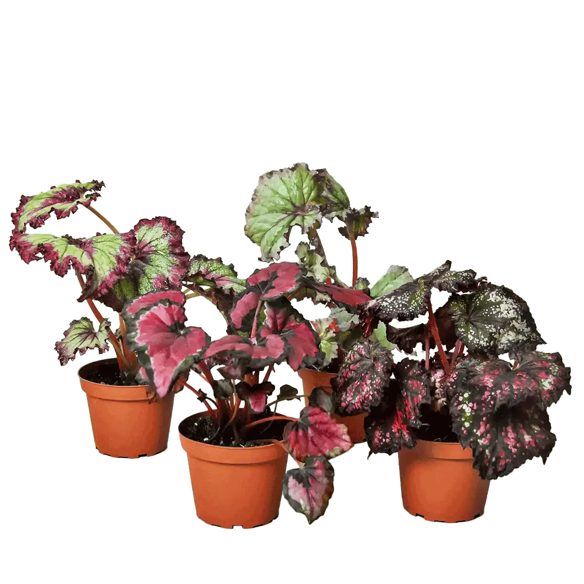 begonia plant bundles for sale online - best online plant nursery | houseplantsale.com - houseplants for sale online | best indoor plants | forget me not flower market