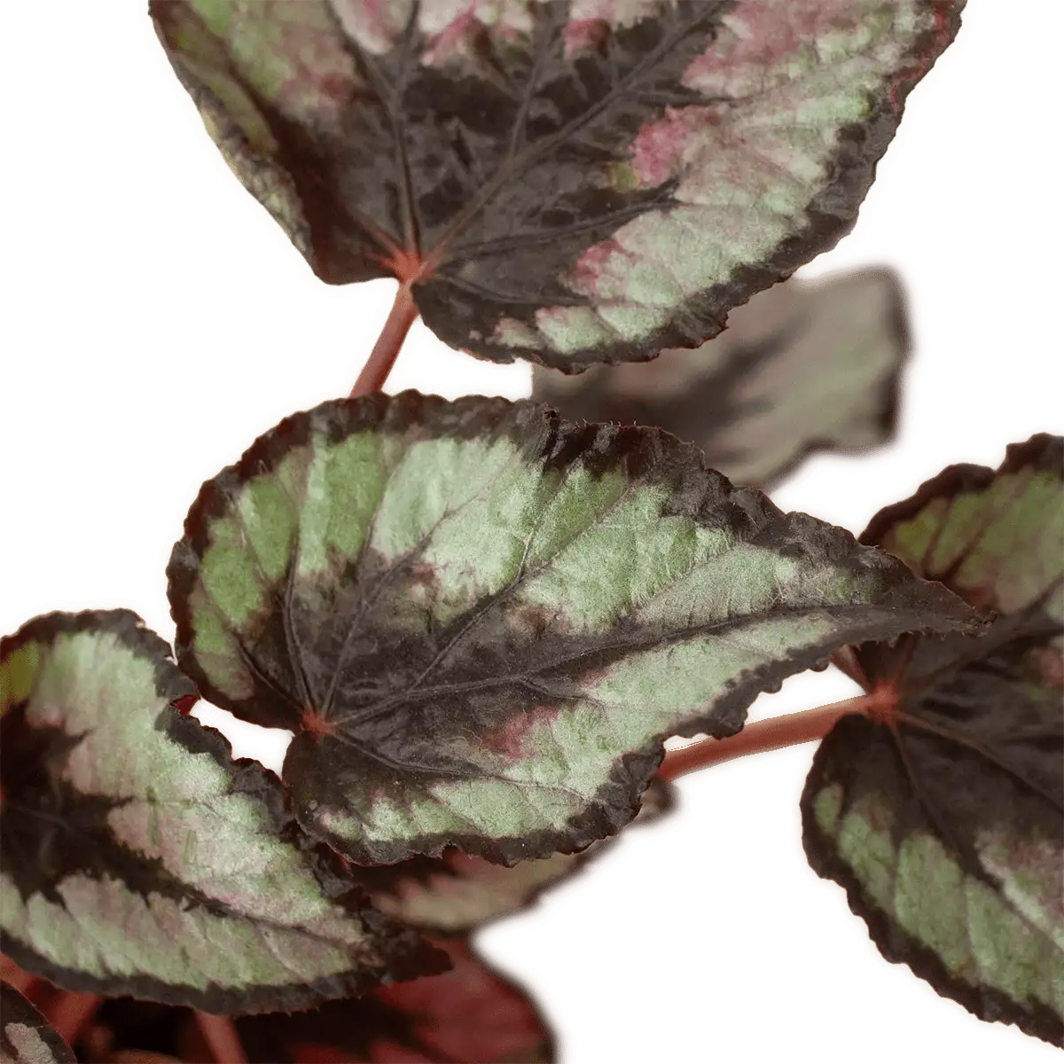 Image of Begonia Rex House Plants for Sale - 4in Nursery Pot | Best Indoor Plants & Houseplant Sale | Forget Me Not Flower Market