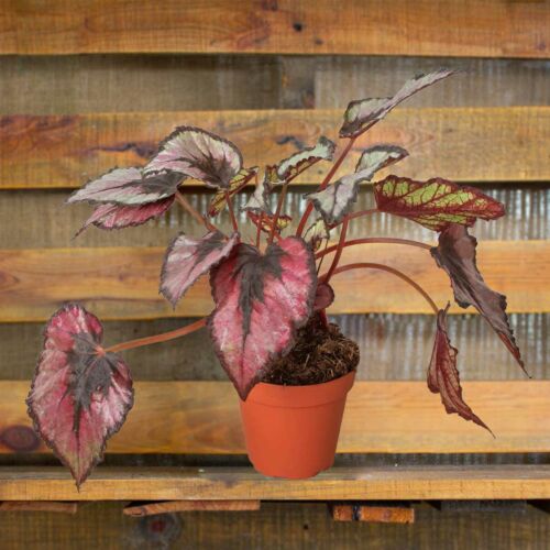Image of Begonia Rex House Plants for Sale - 4in Nursery Pot | Best Indoor Plants & Houseplant Sale | Forget Me Not Flower Market