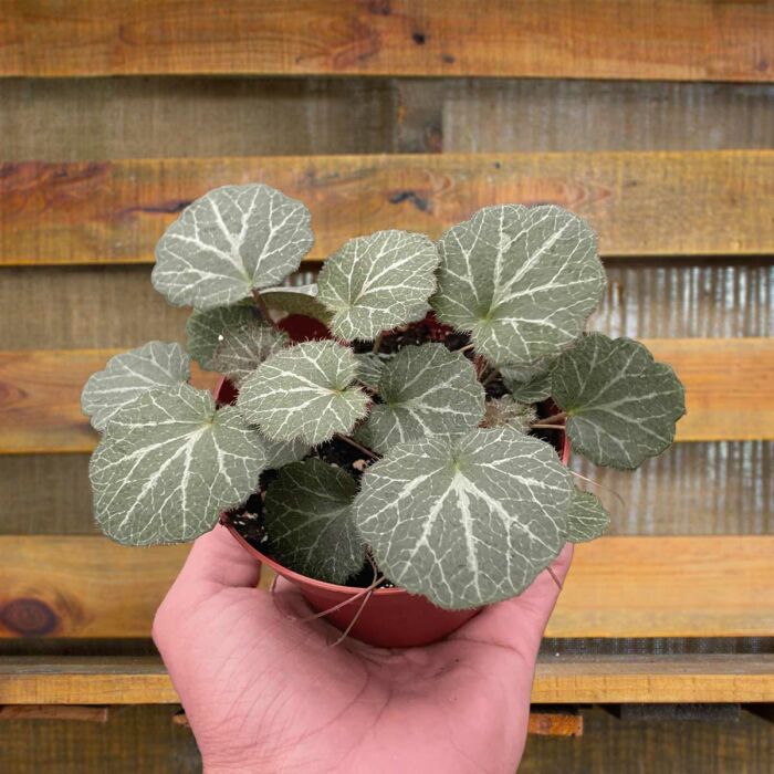 Image of Begonia Strawberry House Plants for Sale - 4in Nursery Pot | Best Indoor Plants & Houseplant Sale | Forget Me Not Flower Market