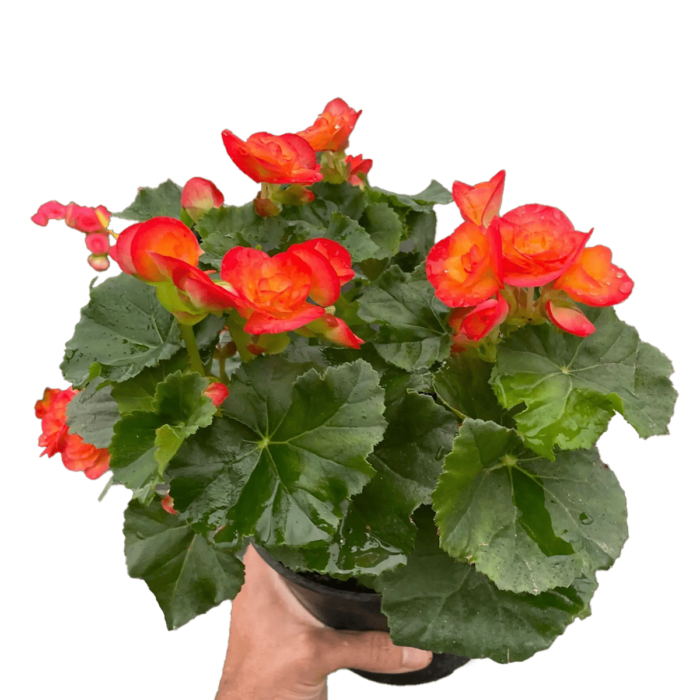 Begonia Wax Plant for Sale Online | Best Indoor Plants & Houseplant Sale | Forget Me Not Flower Market