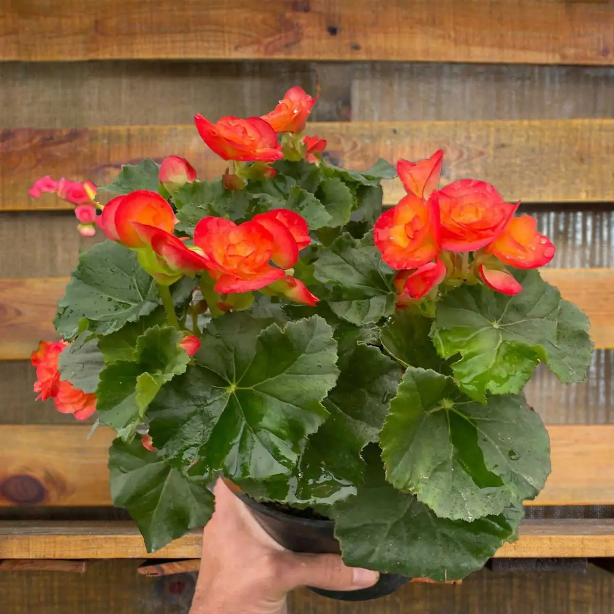 Begonia Wax Plant for Sale Online | Best Indoor Plants & Houseplant Sale | Forget Me Not Flower Market