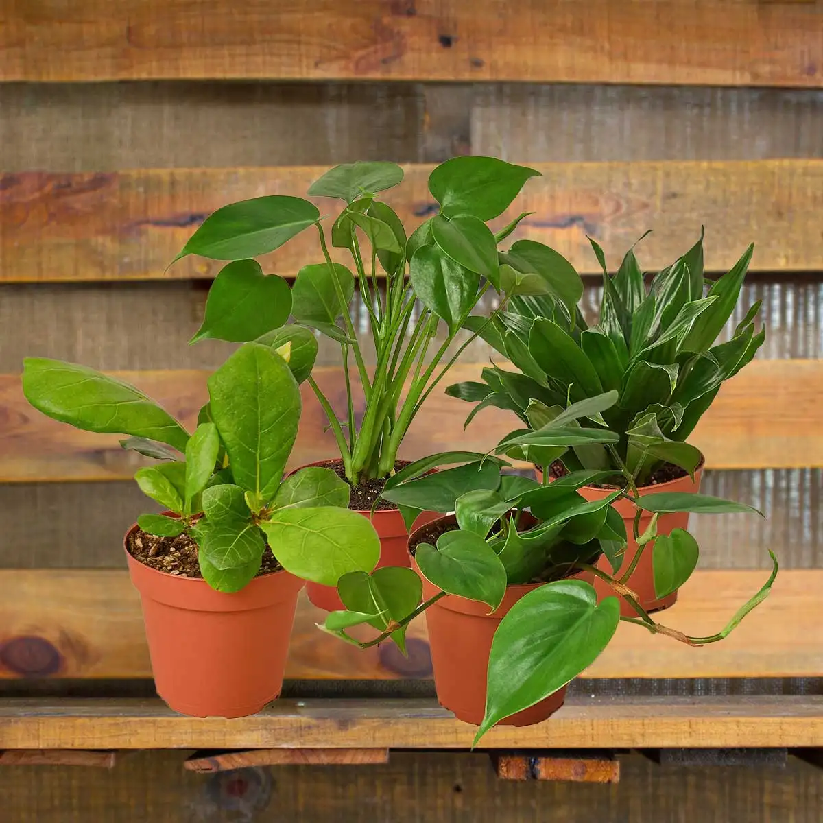 Bestselling plant bundles for sale online - best online plant nursery | houseplantsale.com - houseplants for sale online | best indoor plants | forget me not flower market