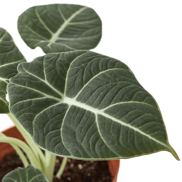 Alocasia Black Velvet House Plant for Sale | Houseplant Sale | Best Indoor Plants | Forget Me Not Flower Market | Velvet Alocasia, Black Velvet Plant, Alocasia Polly