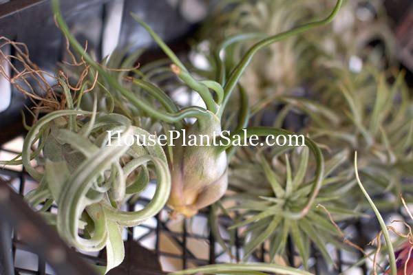 Bonita Springs Flower Market - Forget me Not Flower Market | House Plants for Sale | Airplants